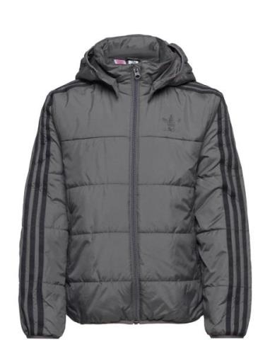 Adicolor Jacket Sport Jackets & Coats Puffer & Padded Grey Adidas Orig...